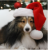 upload_2020-12-25_8-57-52.png