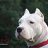 DOGO X